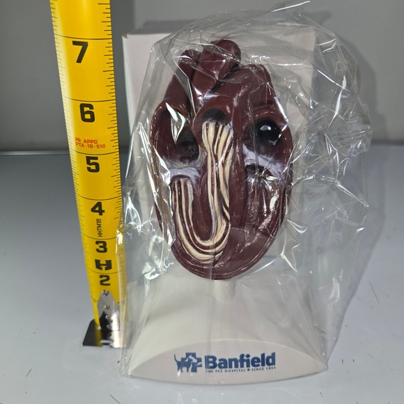 Banfield Heart Model Anatomical Model with Labels Veterinary Dog‎ Cat